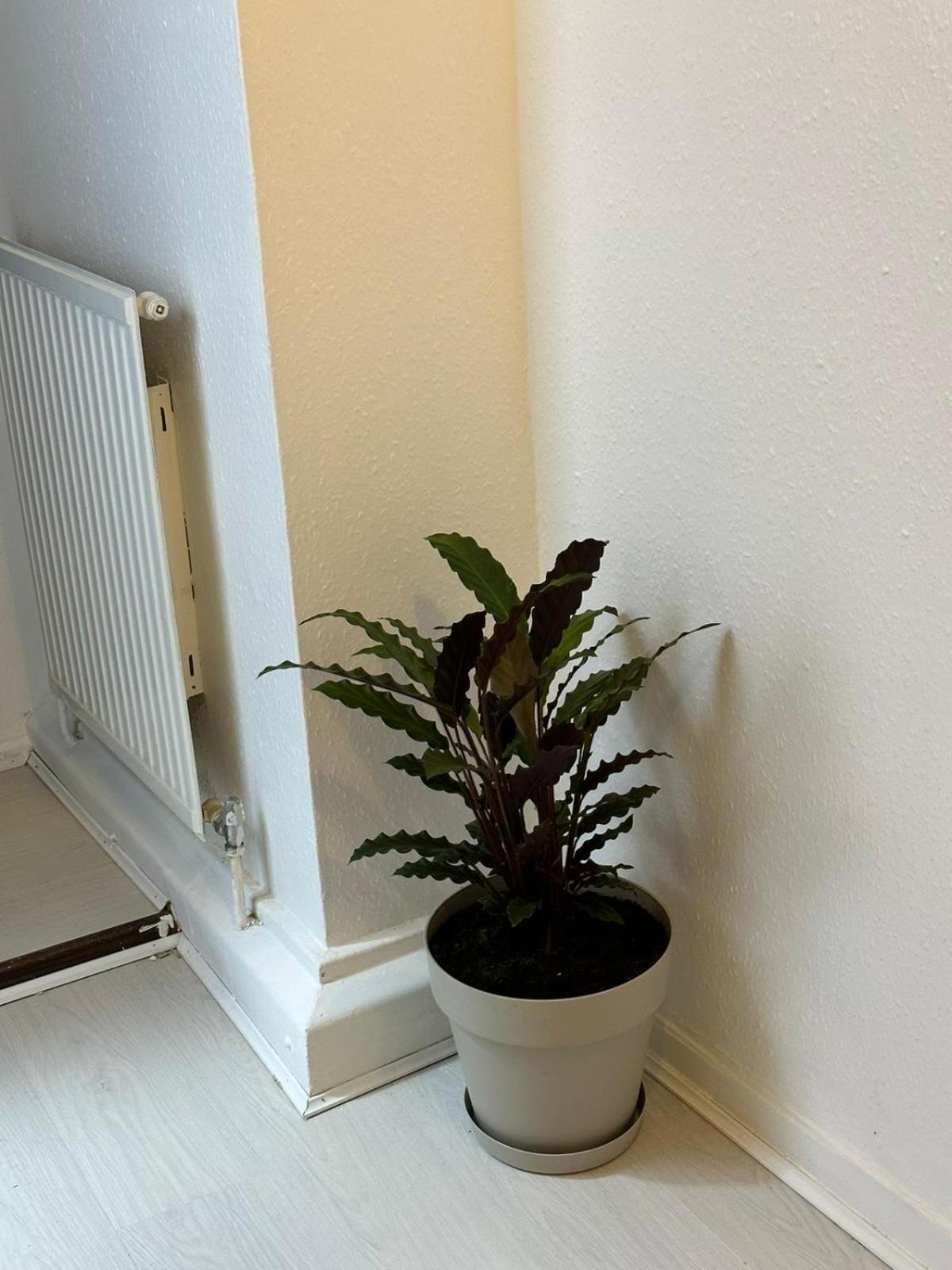 3 Bedroom King Cross Station City Centre London Eksteriør billede